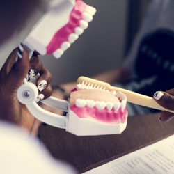 Dental jaw model
